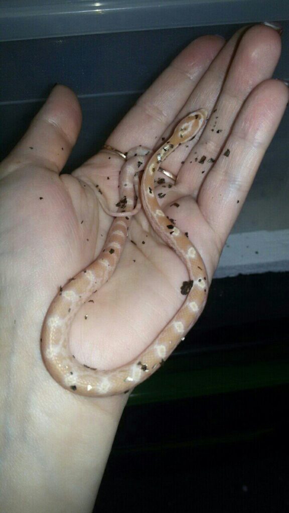 detenysh-zmei-maisovyj-poloz-cherez-nedelyu-posle-vylupleniya-576x1024 Общая информация по экзотическим животным