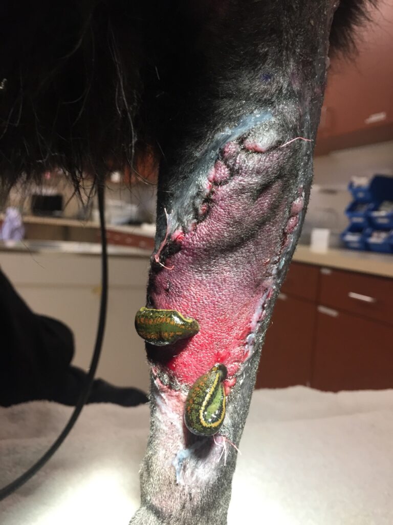 girudoterapiya-posle-udaleniya-opuholi-na-lape-sobaki-768x1024 Гирудотерапия