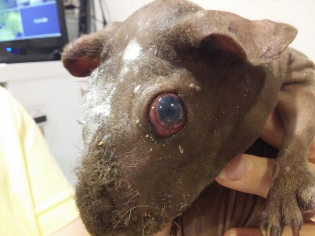 keratokonus-i-keratokonyunktivit-u-morskoj-svinki-1024x768 Общая информация по экзотическим животным