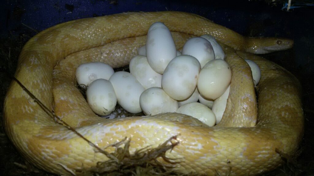 kladka-zmei-maisovyj-poloz-1024x576 Общая информация по экзотическим животным