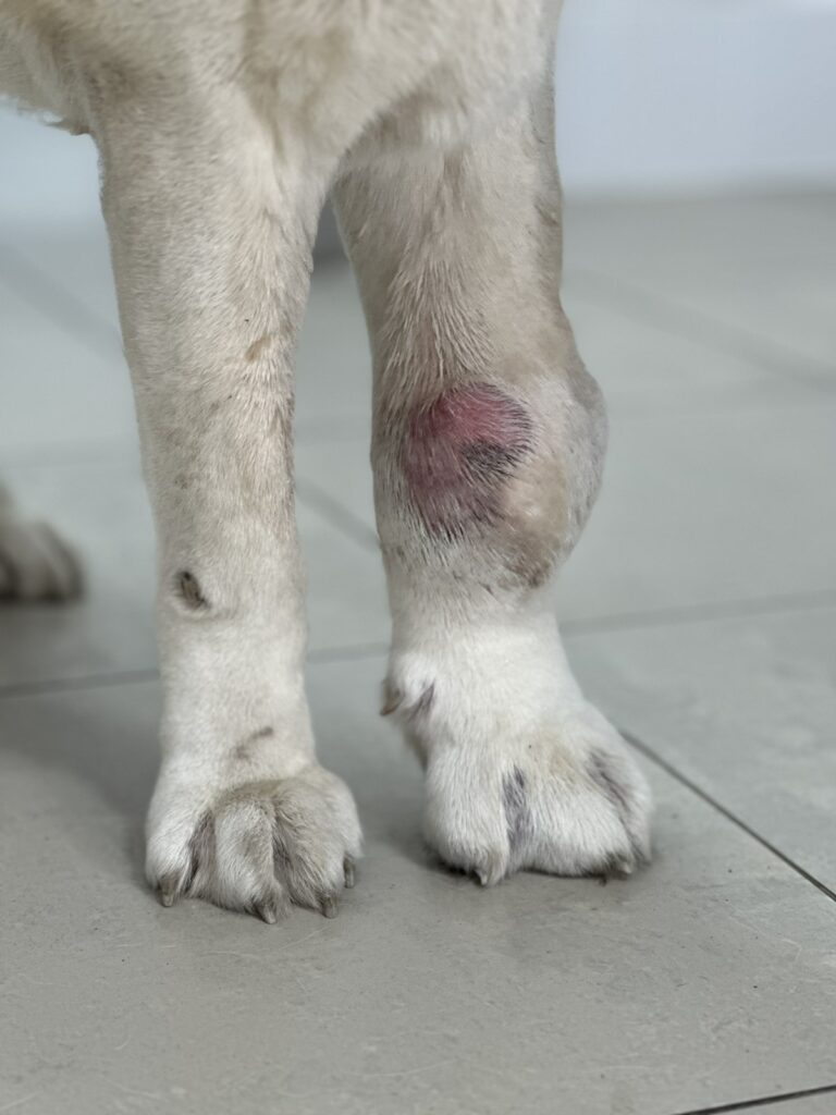 opuhshaya-noga-sobaki-768x1024 Общая информация по рентгенодиагностике