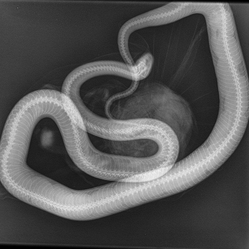 rentgenografiya-beremennoj-zmei-za-2-dnya-do-kladki-1024x1024 Общая информация по экзотическим животным