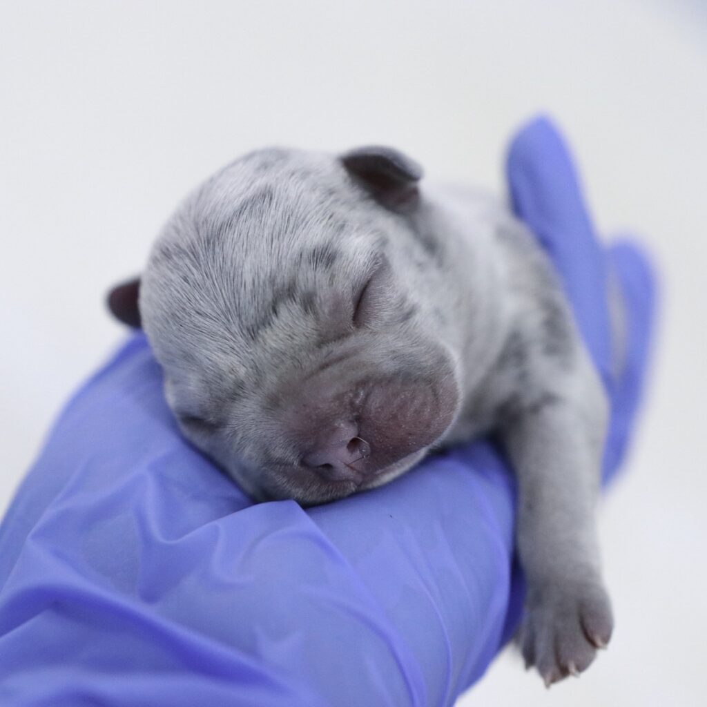 shchenok-na-ruke-1024x1024 Общая информация по акушерству и гинекологии