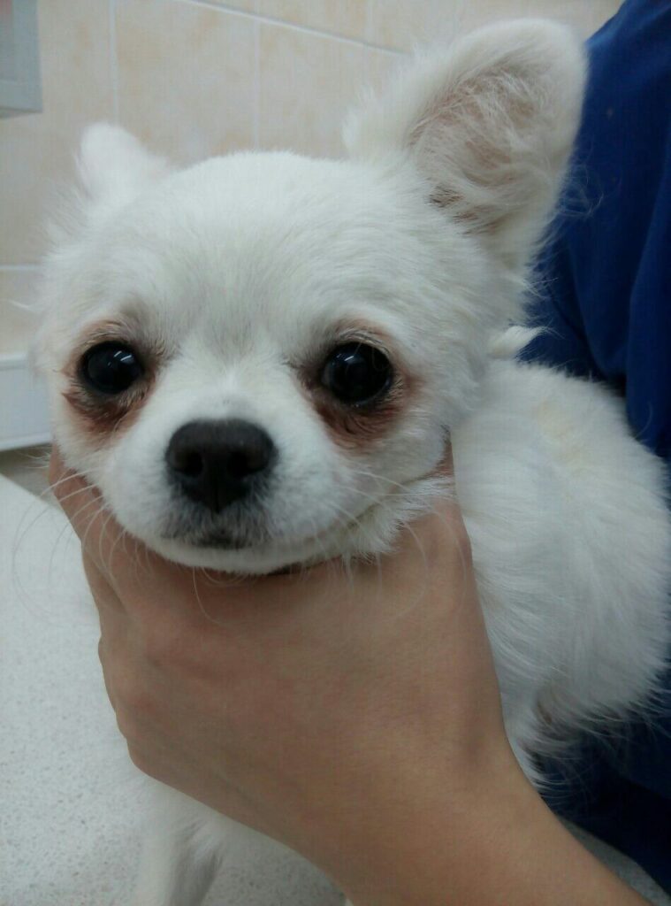 slezotechenie-pri-dakriocistite-759x1024 Промывание носослезных каналов