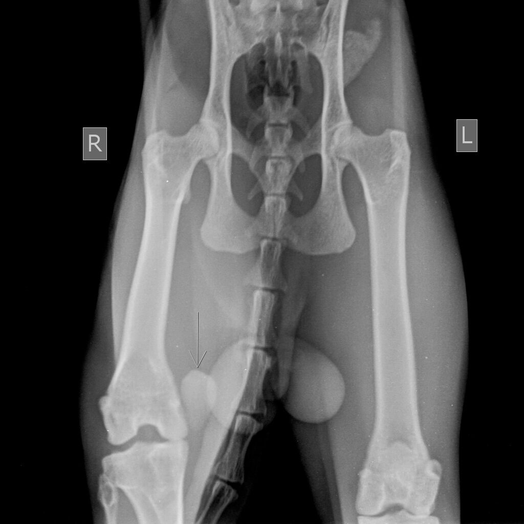 travmaticheskij-vyvih-kolennoj-chashechki-u-kota-1024x1024 Диагностика вывиха коленной чашечки (Patella luxation)