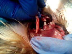 vot-tak-vyglyadit-koren-molochnogo-zuba-300x225 Удаление молочных зубов