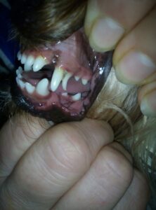 zaderzhka-smeny-molochnogo-klyka-222x300 Удаление молочных зубов