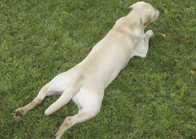 дисплазия тазобедренных суставов