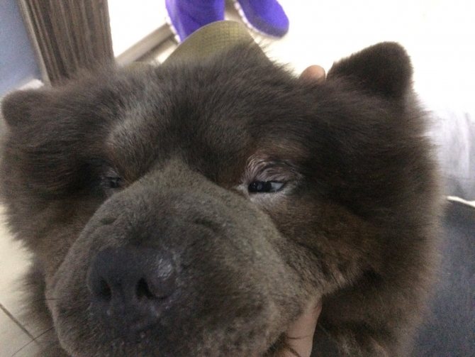 zavorot-vek-u-chau-chau-diagnostika-i-lechenie-patologij-vek Диагностика и лечение патологий век