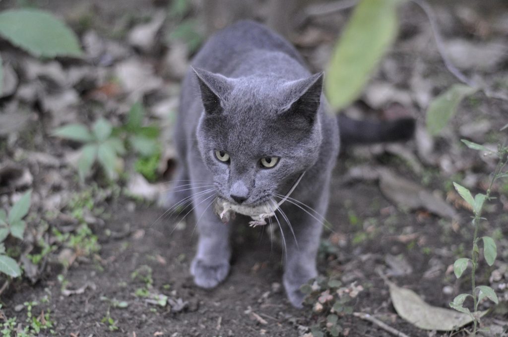 kot-s-myshyu-eti-udivitelnye-kotiki-1024x680 Эти удивительные котики