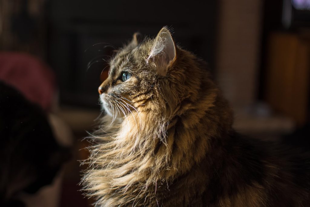 kot-v-luchah-eti-udivitelnye-kotiki-1024x683 Эти удивительные котики