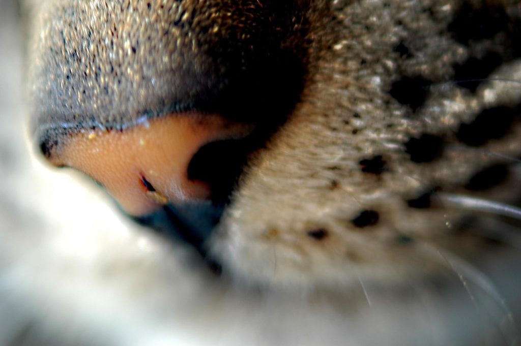 nos-kota-eti-udivitelnye-kotiki-1024x681 Эти удивительные котики