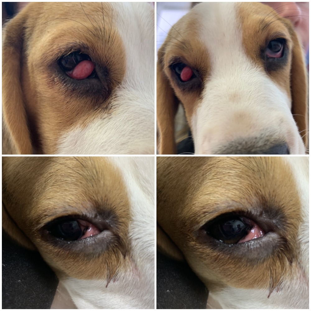 prolaps-u-sobaki Лечение пролапса слезной железы третьего века