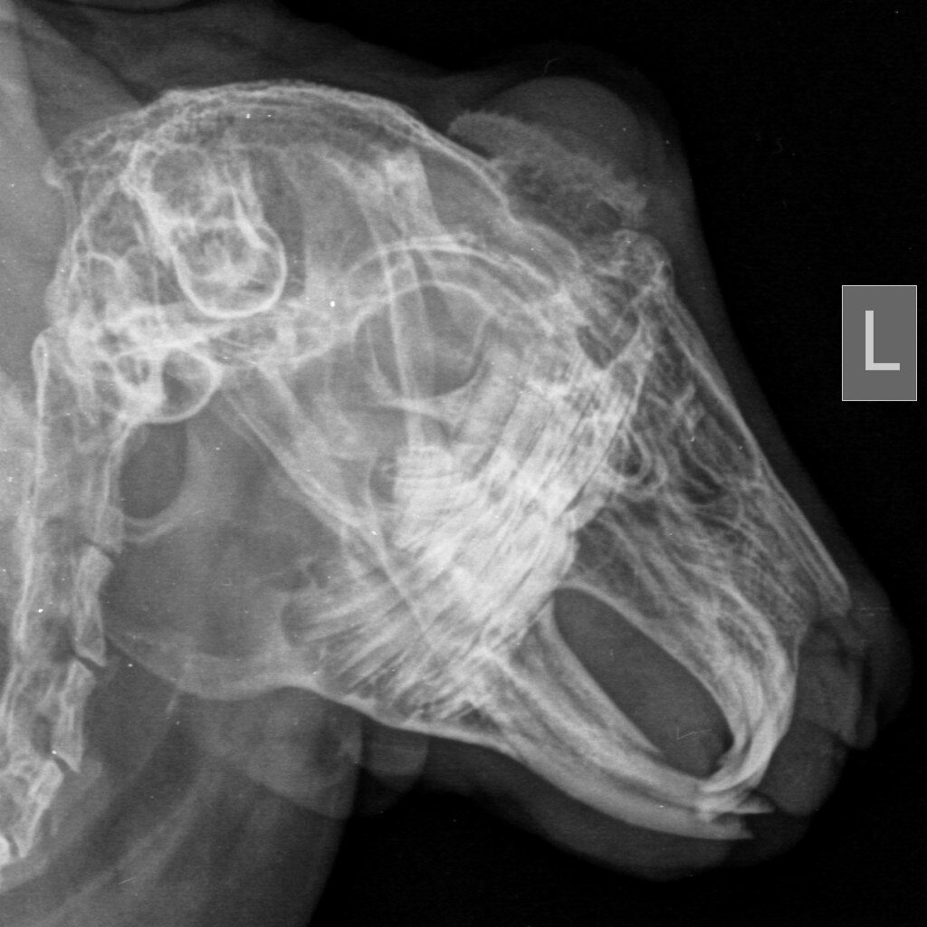 anomalnyj-rost-zubov-i-nepravilnyj-prikus-u-krolikov-2-1024x1024 Стоматология грызунов и зайцеобразных