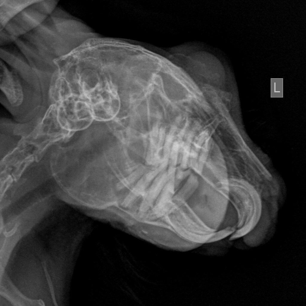 anomalnyj-rost-zubov-i-nepravilnyj-prikus-u-krolikov-3-1024x1024 Стоматология грызунов и зайцеобразных