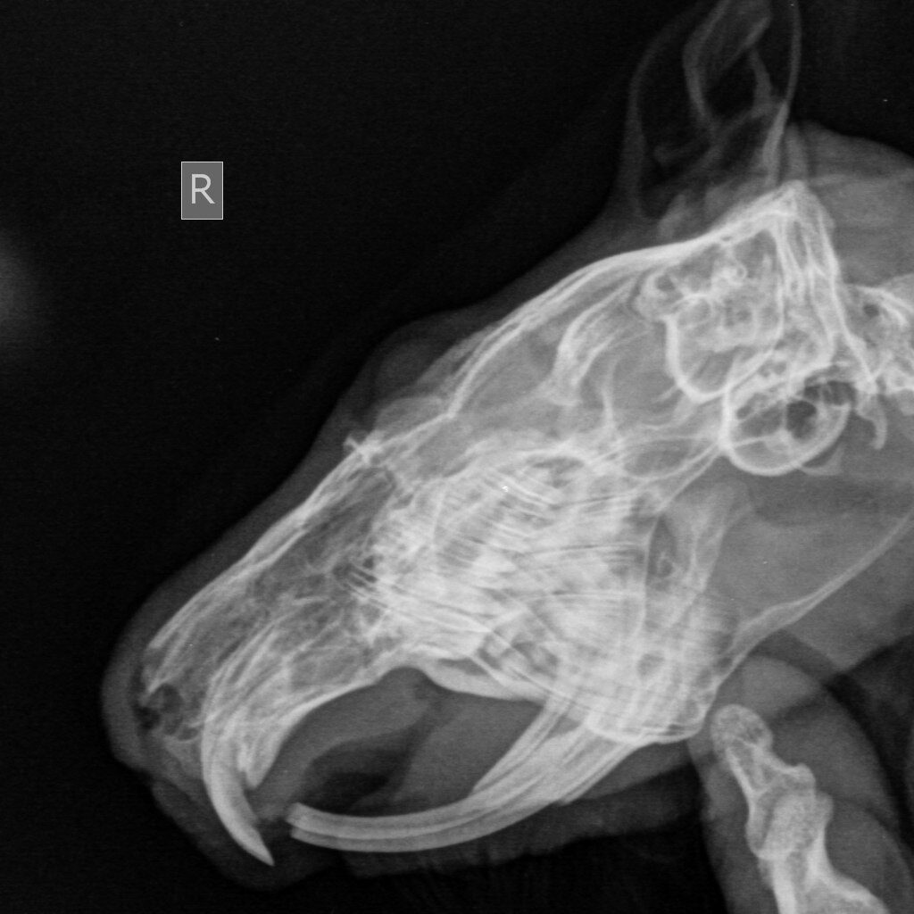 anomalnyj-rost-zubov-i-nepravilnyj-prikus-u-morskih-svinok-1024x1024 Стоматология грызунов и зайцеобразных