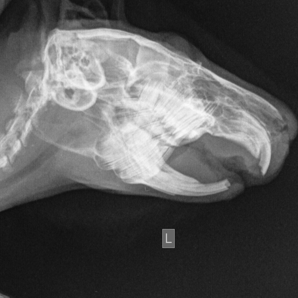 anomalnyj-rost-zubov-i-nepravilnyj-prikus-u-morskih-svinok-2-1024x1024 Стоматология грызунов и зайцеобразных