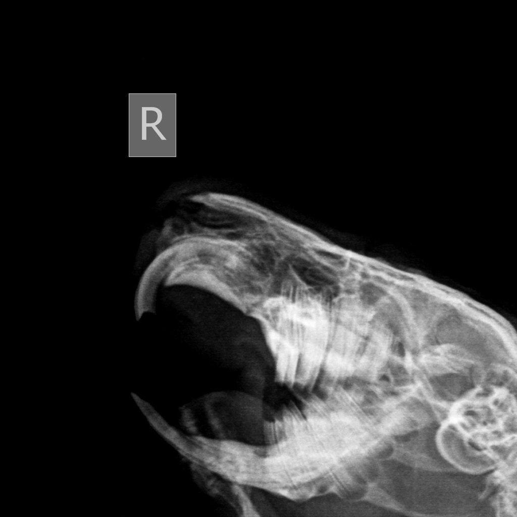 anomalnyj-rost-zubov-i-nepravilnyj-prikus-u-morskih-svinok-3-1024x1024 Стоматология грызунов и зайцеобразных