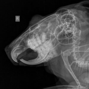 anomalnyj-rost-zubov-u-shinshill-2-300x300 Стоматология грызунов и зайцеобразных