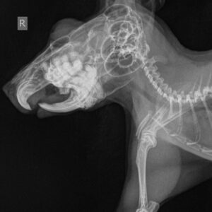 anomalnyj-rost-zubov-u-shinshill-3-300x300 Стоматология грызунов и зайцеобразных