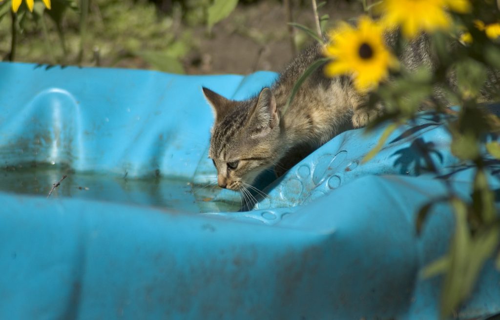 koshka-pet-vodu-poliuriya-i-polidipsiya-1024x657 Полиурия и полидипсия