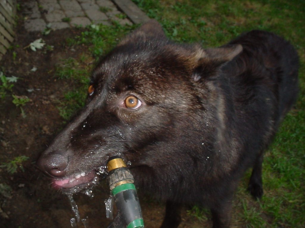 sobaka-pet-vodu-poliuriya-i-polidipsiya-1024x768 Полиурия и полидипсия