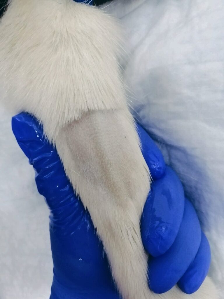 podgotovka-k-zaboru-krovi-768x1024 Анализ крови биохимический