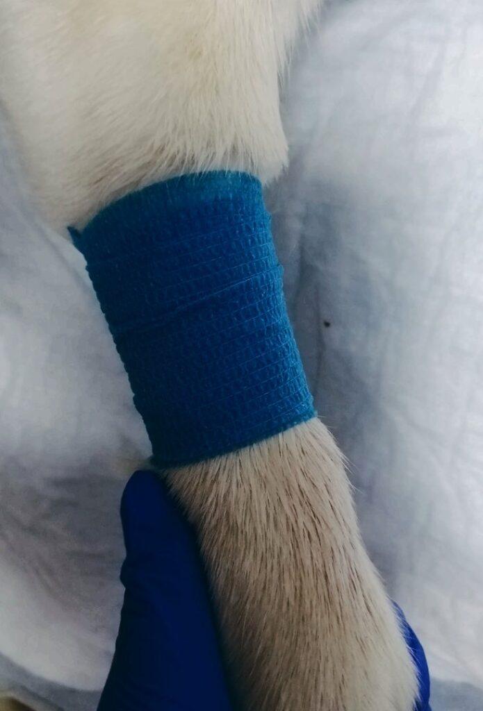 zabintovannaya-lapa-695x1024 Анализ крови биохимический