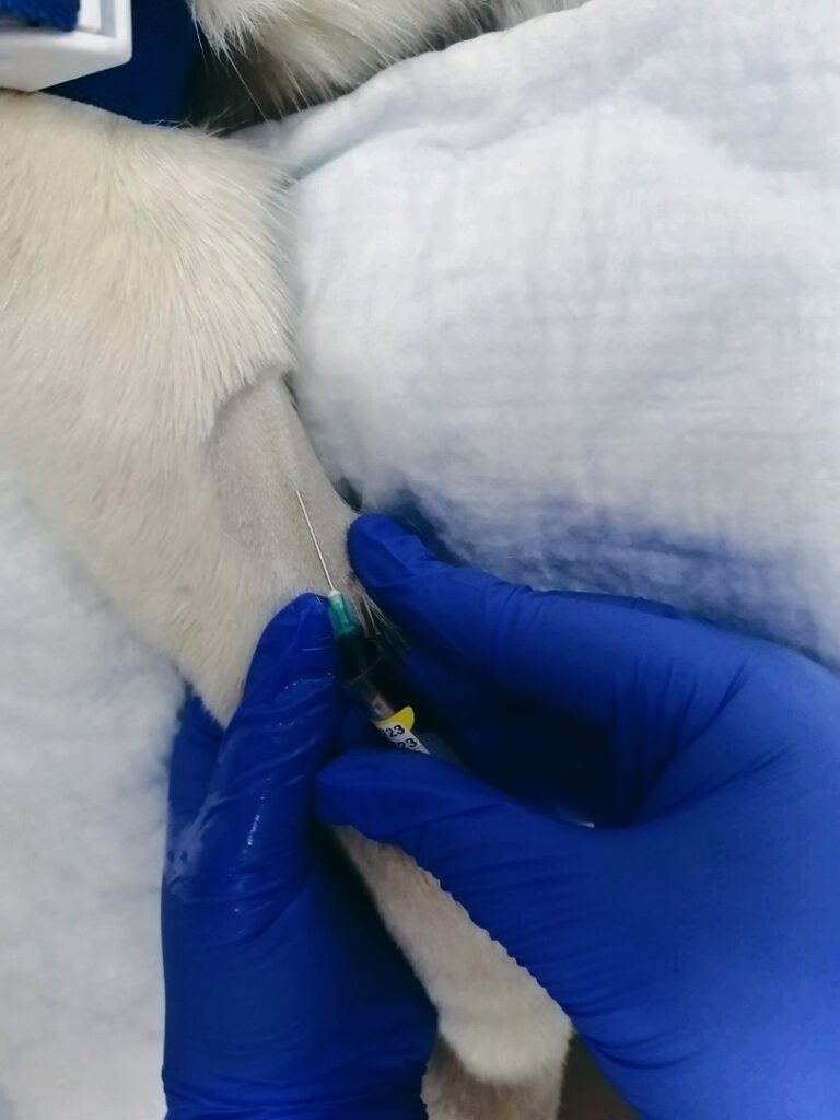 zabor-krovi-u-sobaki-768x1024 Анализ крови биохимический