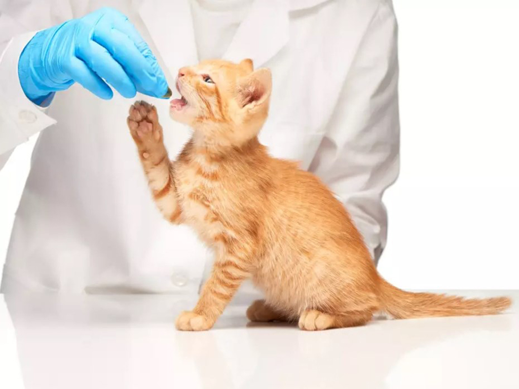 kot-i-tabletka-kak-dat-lekarstvo-zhivotnym Как дать лекарство кошке, собаке и прочим животным