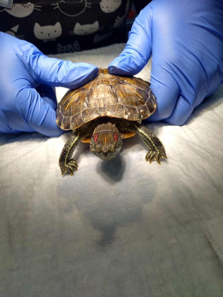 krasnouhaya-cherepaha-s-otitom-768x1024 Диагностика и лечение отита у черепах