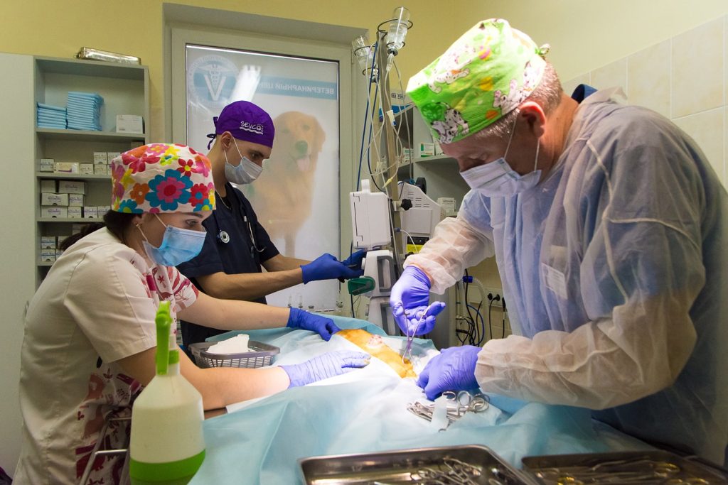 operaciya-rak-molochnoj-zhelezy-u-koshek-i-sobak-1024x683 Рак молочной железы у кошек и собак