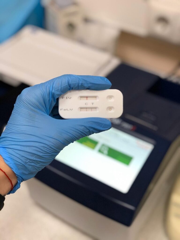 diagnostika-i-lechenie-virusnogo-immunodeficita-koshek-768x1024 Диагностика и лечение вирусного иммунодефицита кошек