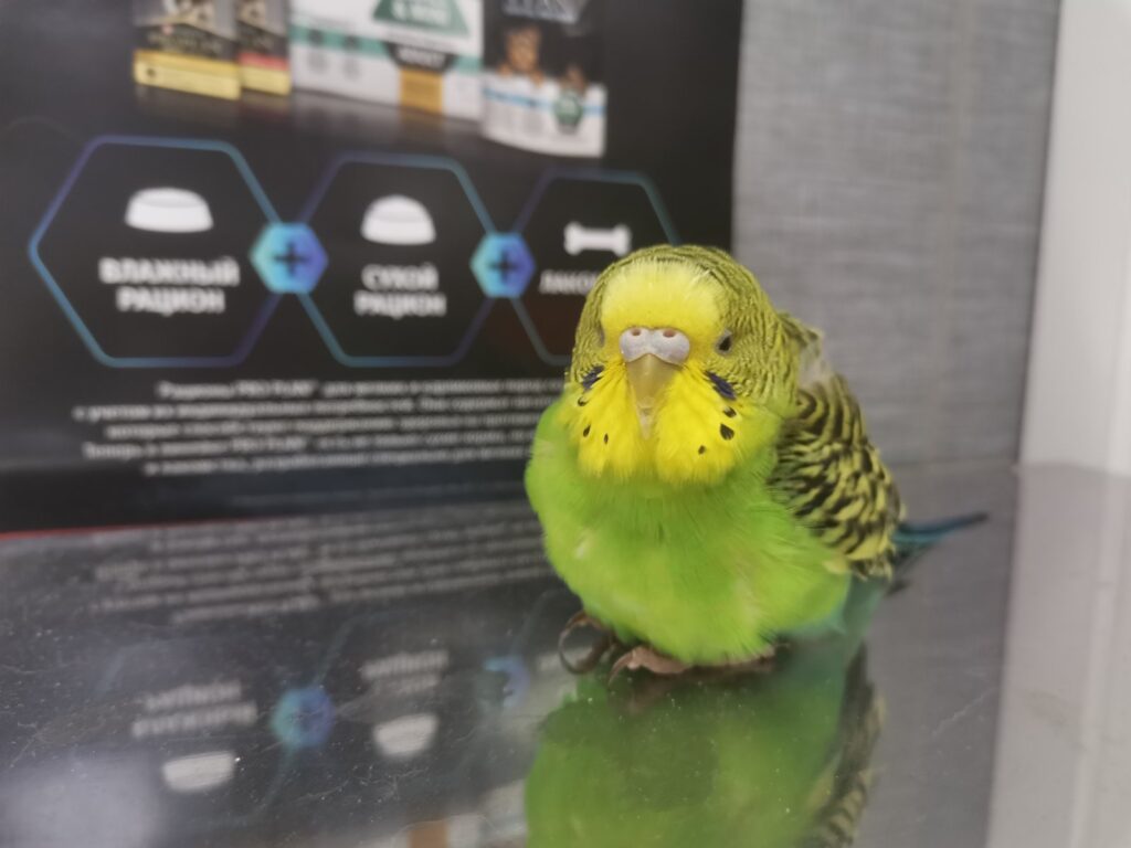 kak-podgotovit-pticu-k-priemu-u-veterinarnogo-vracha-1024x768 Как подготовить питомца к поездке в клинику