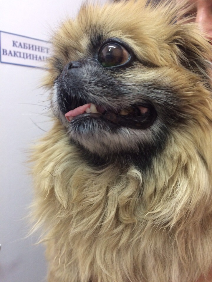 pekines-rita-cherez-mesyac-posle-operacii Пекинес Рита, возраст 10 лет