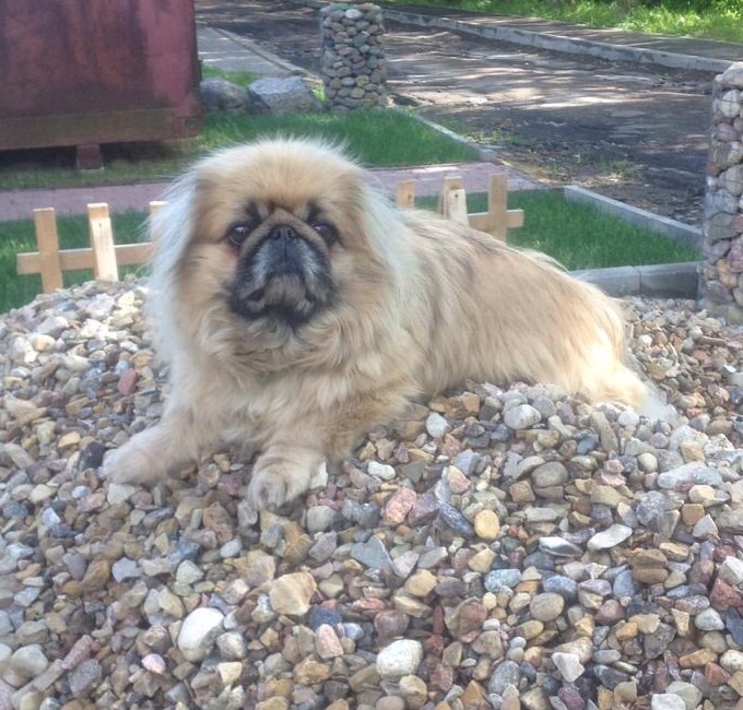 pekines-rita Пекинес Рита, возраст 10 лет