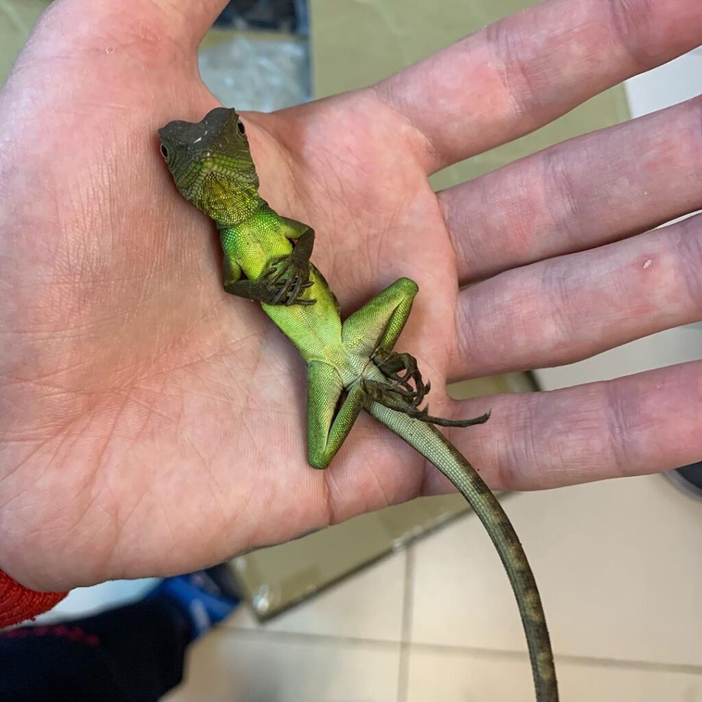 reptiles_rescue_center_spb-1024x1024 Интервью с ветеринарным герпетологом Николаевым Ярославом