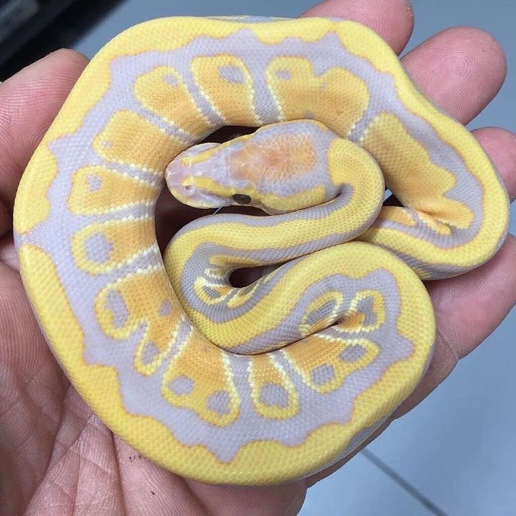 zmeya-1024x1024 Интервью с ветеринарным герпетологом Николаевым Ярославом