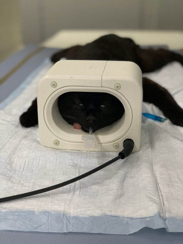 9df923b9-d51b-432c-b296-dd58a86ebc5c-768x1024 МРТ головы и головного мозга