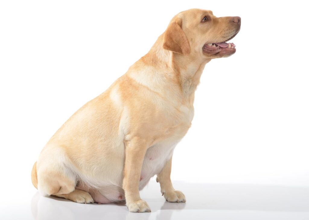 beremennaya-sobaka-1024x731 Вязка, беременность и роды у животных