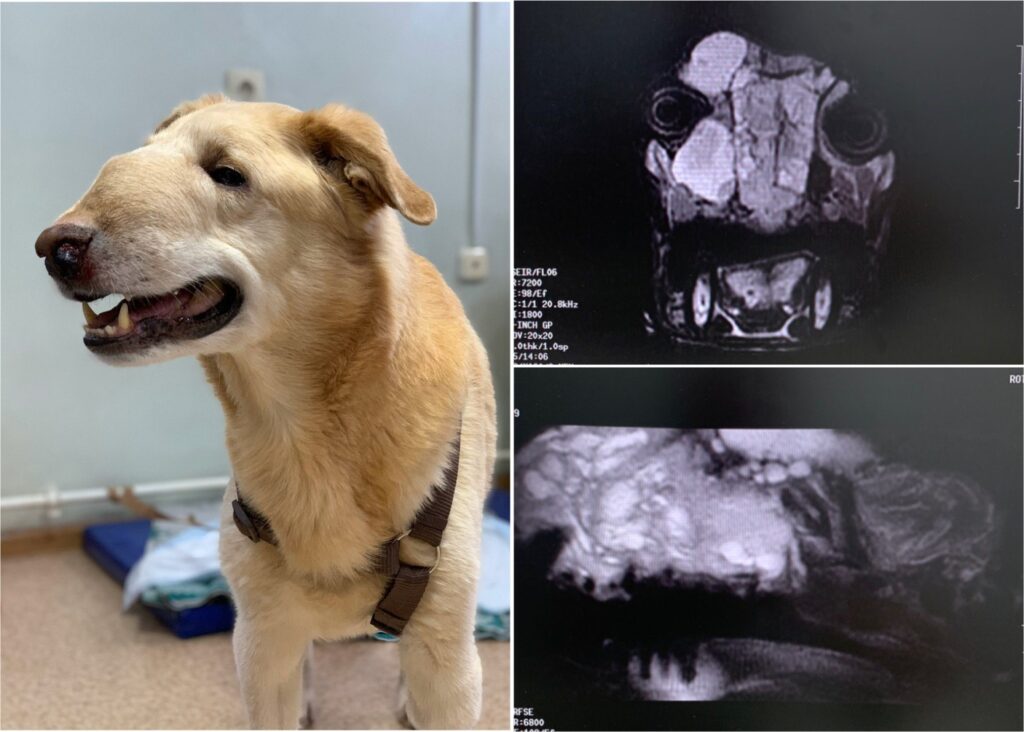 mrt_novoobrazovanie-1024x732 МРТ головы и головного мозга