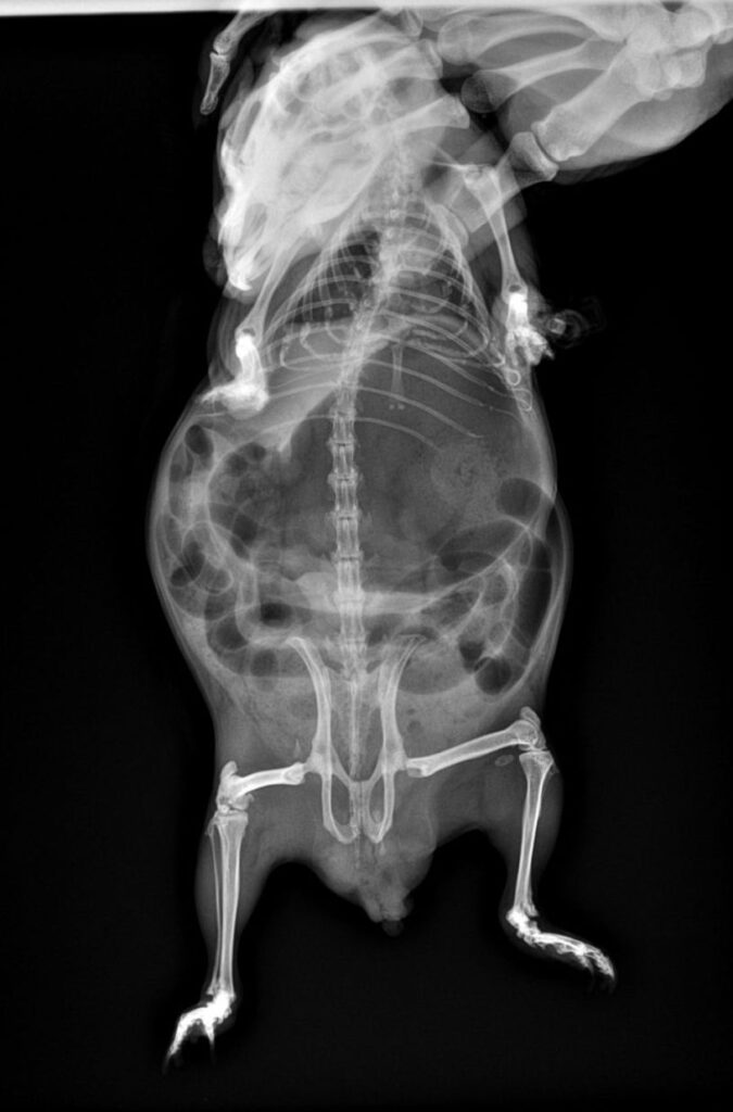 snimok-shinshilly-diagnostika-i-lechenie-meteorizma-675x1024 Диагностика и лечение метеоризма