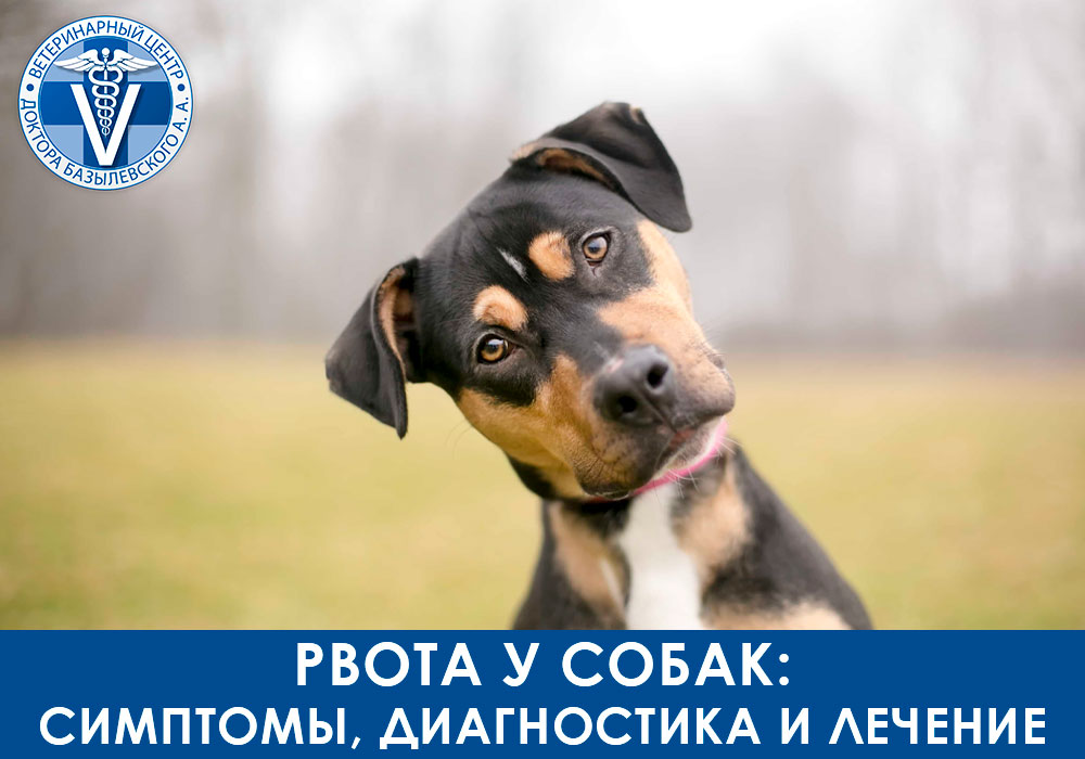 Рвота у собак