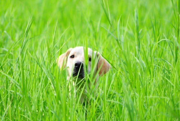 sobaka-v-trave 8 распространенных проблем со зрением у собак