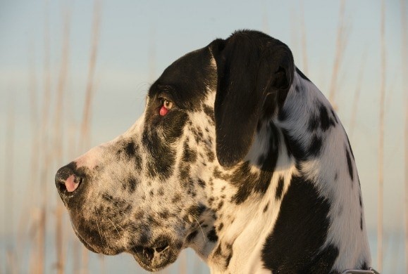 vishnevyj-glaz 8 распространенных проблем со зрением у собак