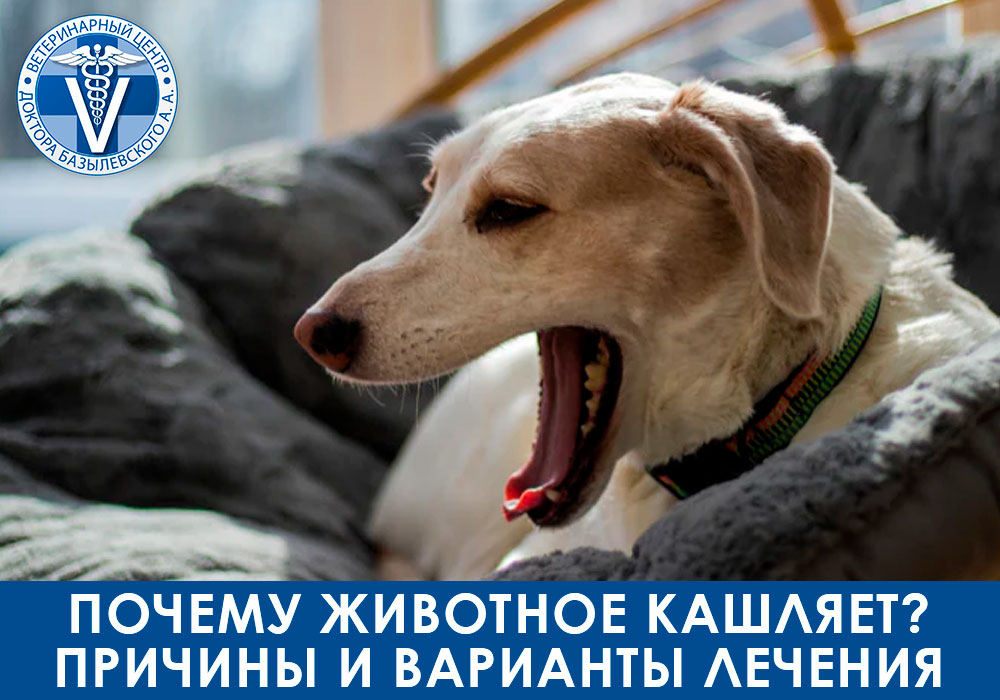 Почему животное кашляет