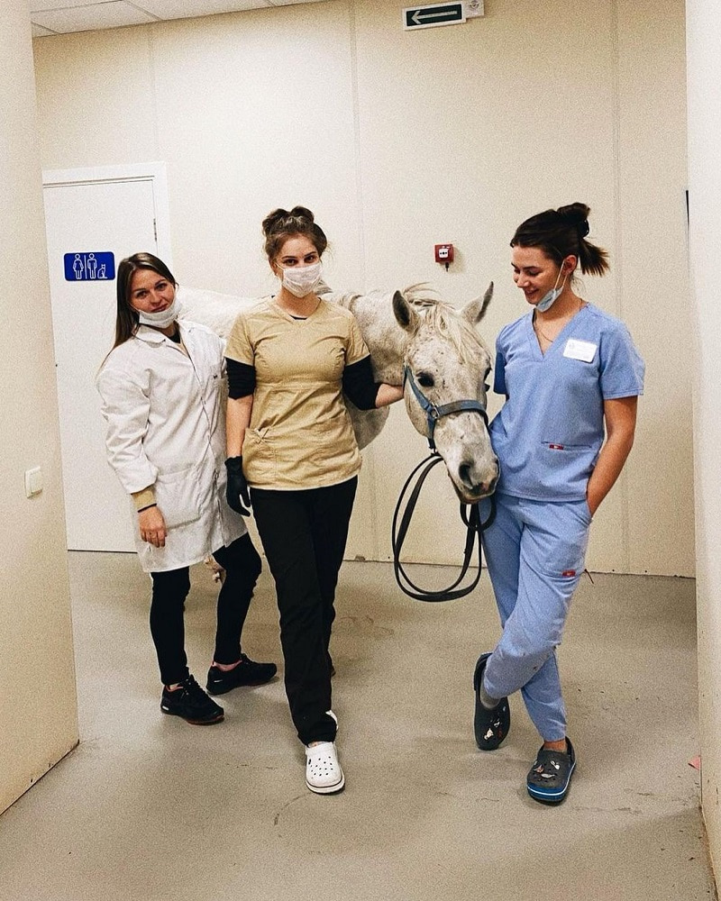 vet_centre_smolensk_endoskopiya-loshadi Эндоскопия лошади. Подозрение на неоплазию носовых ходов