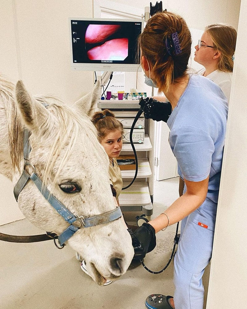vet_centre_smolensk_endoskopiya-loshadi_1 Эндоскопия лошади. Подозрение на неоплазию носовых ходов