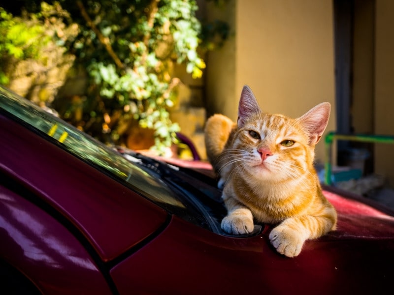 kot-na-kapote Осторожно, кошки под капотом