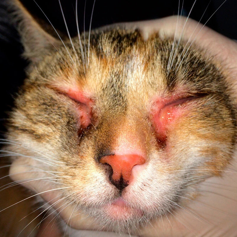 blefarit-u-kota Общая информация по офтальмологии